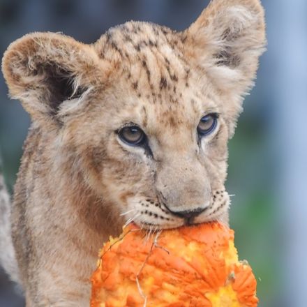 OKC Zoo African lion cub and pumpkin enrichment credit Andrea J (3) (1)